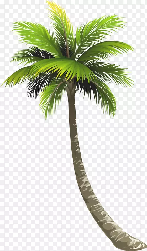 额尔纳库兰皇家棕榈滩槟榔科湖值椰子树