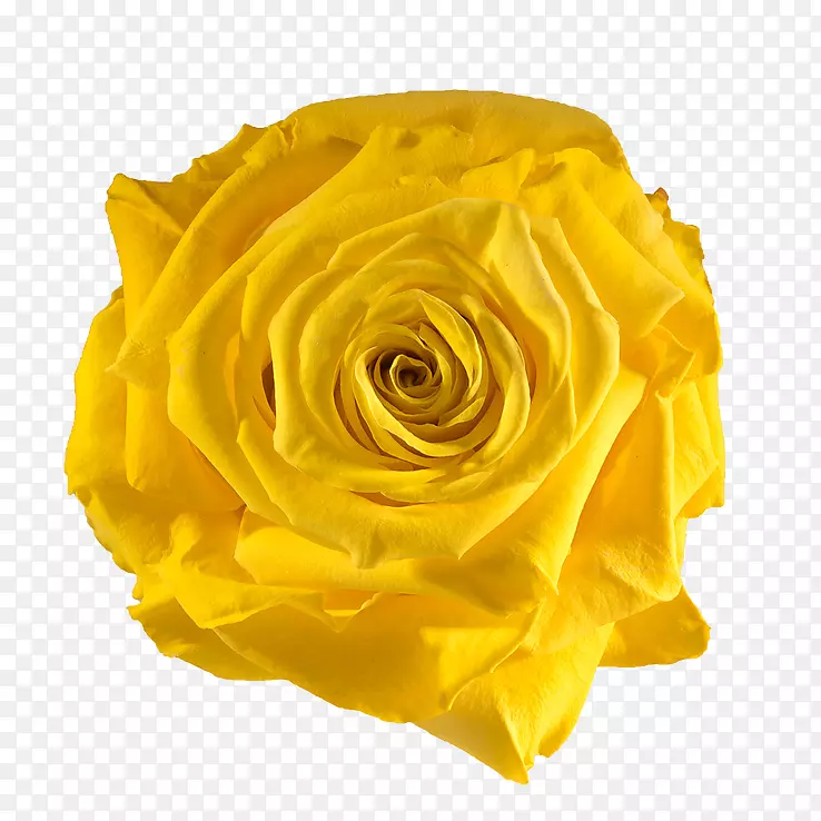 花园玫瑰黄花保存-黄玫瑰