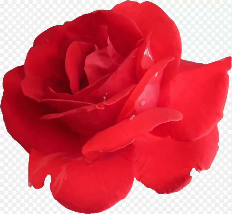 电脑图标-玫瑰花瓣