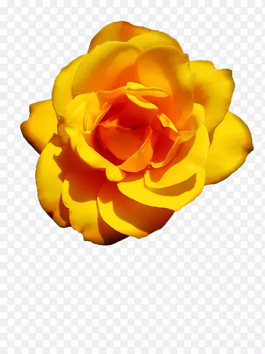 花园玫瑰花瓣蔷薇科-黄玫瑰