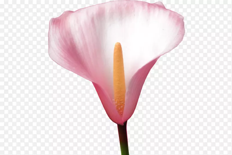 花花瓣蔷薇科郁金香植物茎-愈伤组织
