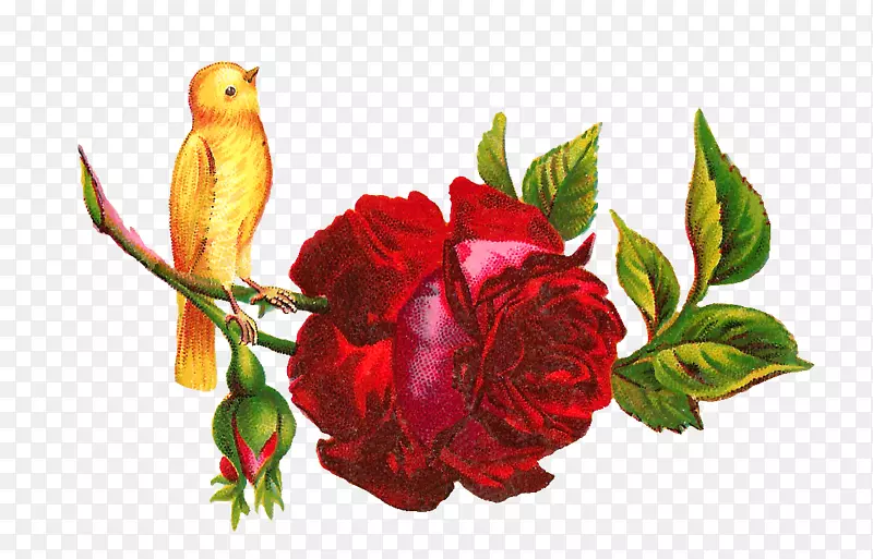 蜂鸟玫瑰插花艺术-黄玫瑰