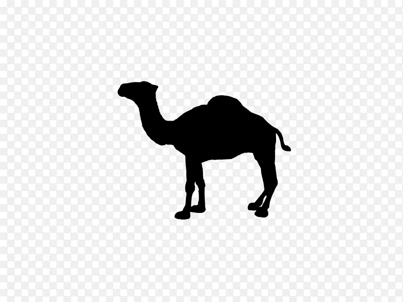 封装后文字的骆驼标志-雪茄烟