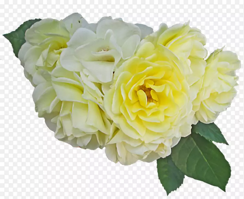仙人掌玫瑰花园玫瑰切花花卉图案-黄玫瑰