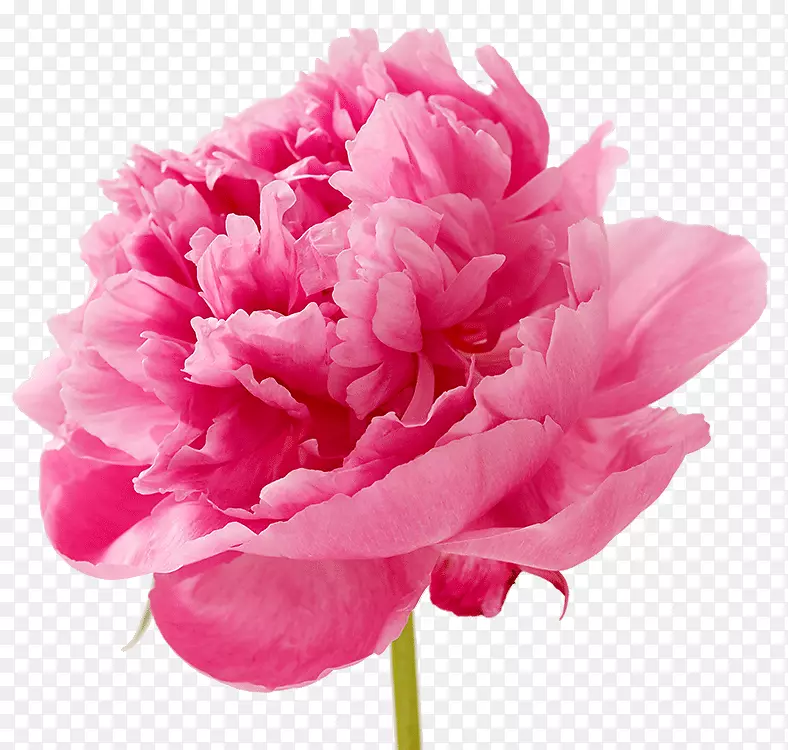 康乃馨切花，花瓣粉红-母亲节