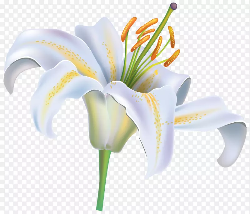 复活节百合、老虎、百合、念珠菌花-白花