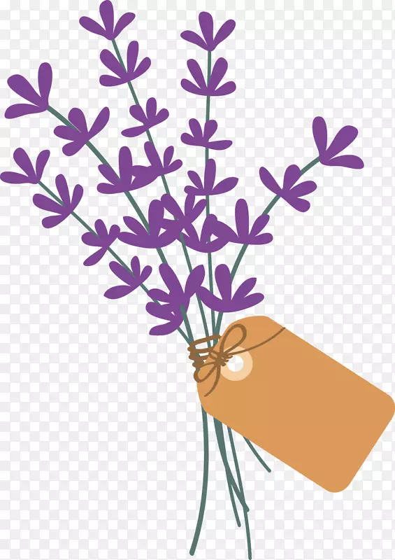 薰衣草植物茎紫罗兰科-薰衣草