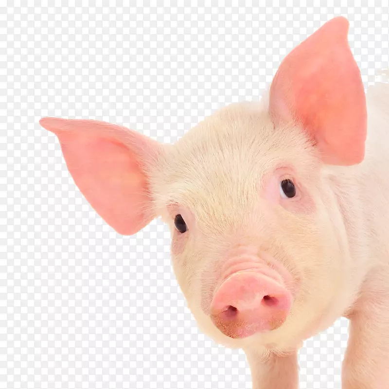 仔猪家养养猪场摄影免费猪