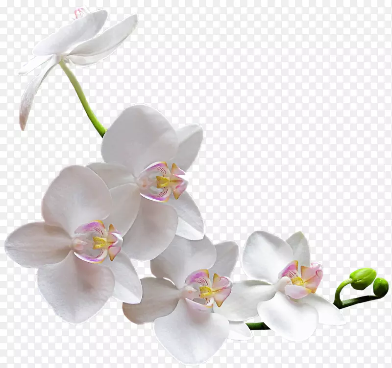兰花剪贴画-水彩画白花