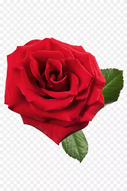 香石竹玫瑰花夹艺术-红玫瑰