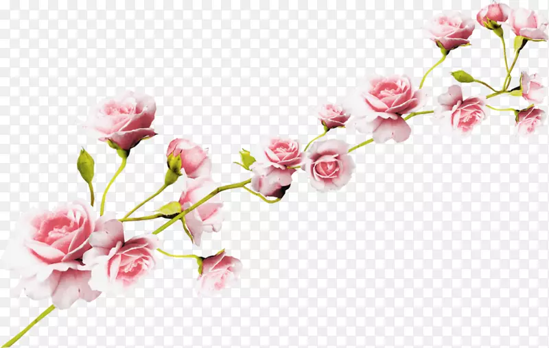 玫瑰花粉红剪贴画-水彩画白花