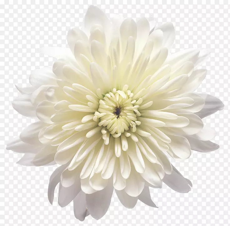 菊花黄白色剪贴画-白花