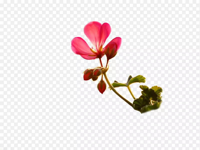 花卉花束花卉设计花瓣-花PNG