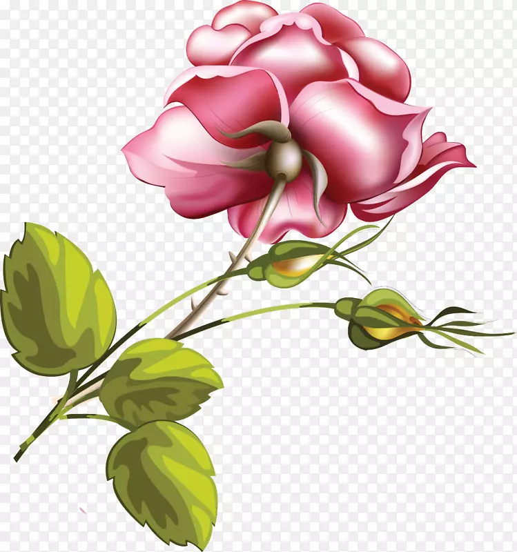 玫瑰花粉红色花