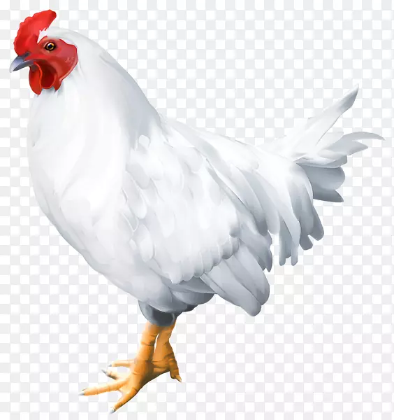 鸡夹艺术-公鸡