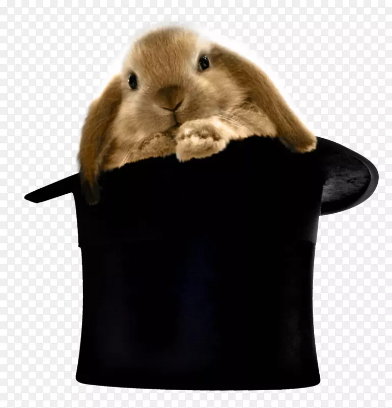 魔法帽兔顶帽剪贴画-兔子