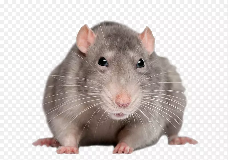 棕色大鼠，黑鼠，波利尼西亚大鼠，小鼠-大鼠