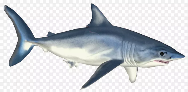 虎鲨大白鲨剪贴画-鲨鱼