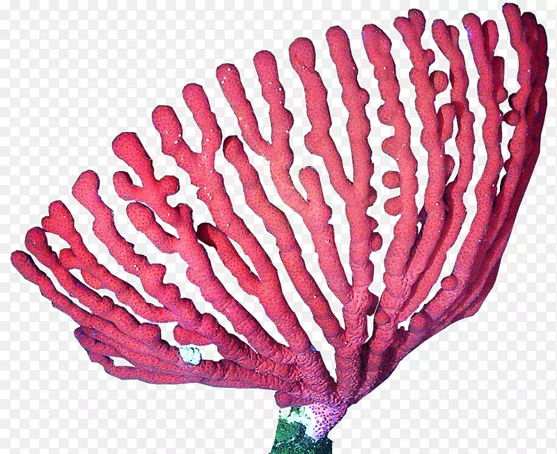 珊瑚礁深水珊瑚剪辑艺术-珊瑚
