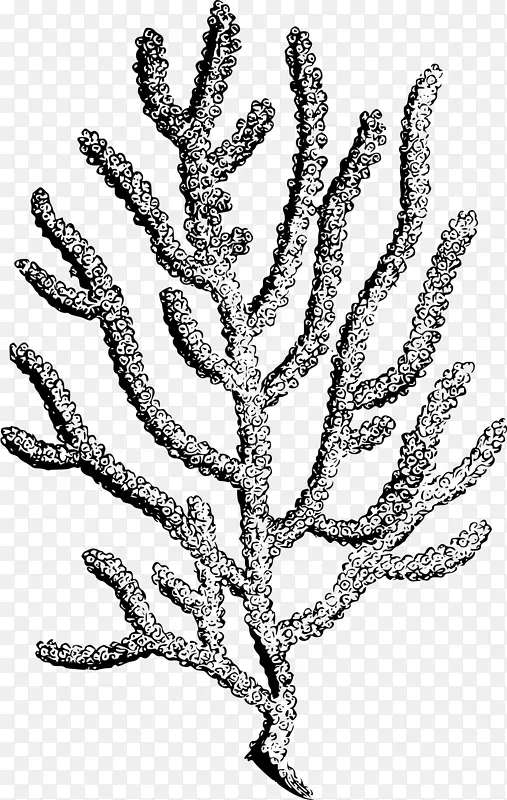 珊瑚礁版画-珊瑚