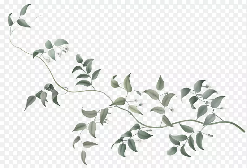 藤本植物树干-藤本植物