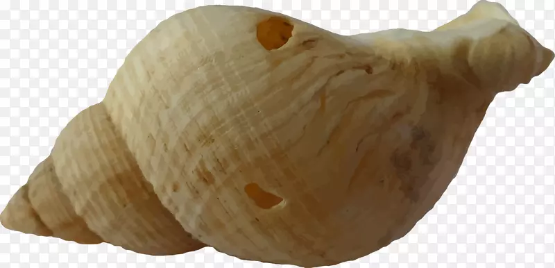 蛤蜊海贝壳