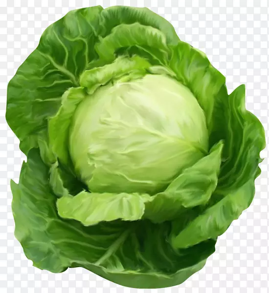 大白菜蔬菜剪贴画-卷心菜
