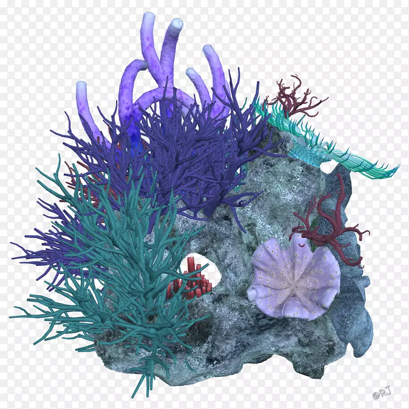 深海珊瑚礁-珊瑚