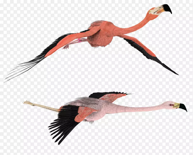 Flamingo渲染绘图剪辑艺术-火烈鸟