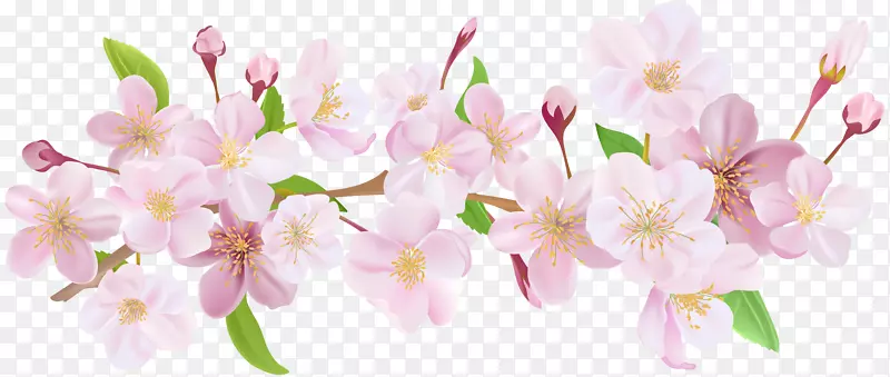 桌面壁纸樱花春樱花