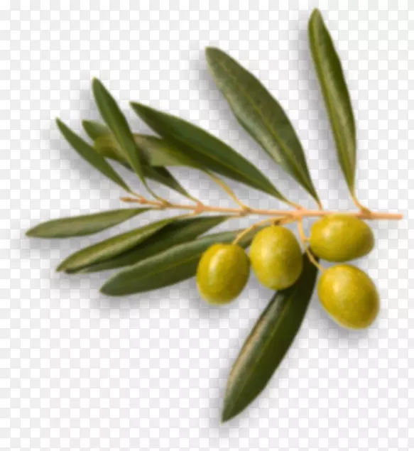 澳大利亚野橄榄油食品橄榄枝橄榄