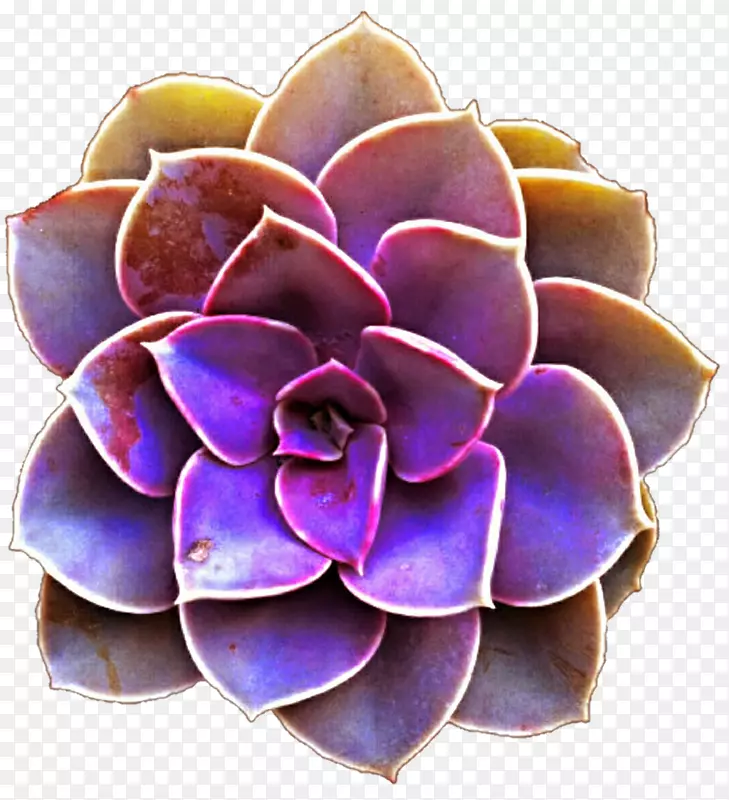肉质植物紫色剪贴画-肉质