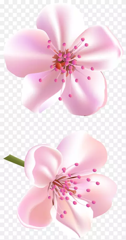 粉色花朵剪贴画-樱花