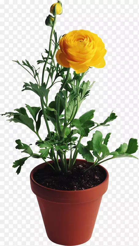 花瓶玫瑰黄盆栽植物