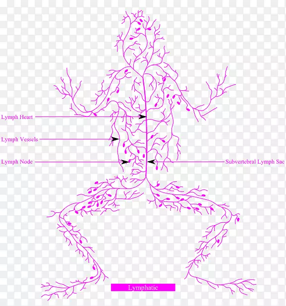 蛙淋巴系统神经系统循环系统解剖-菌群