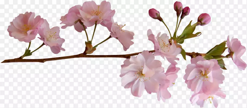 电脑图标-樱花