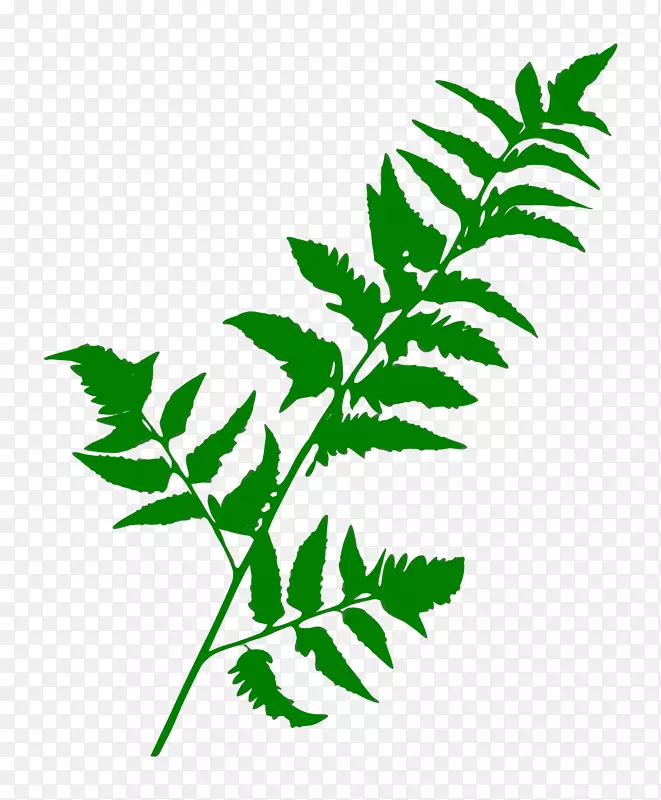 叶植物茎、维管束植物-蕨类植物