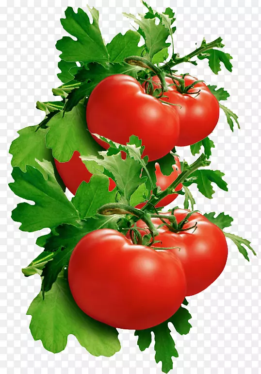 意大利番茄派灌木丛番茄剪贴画-番茄