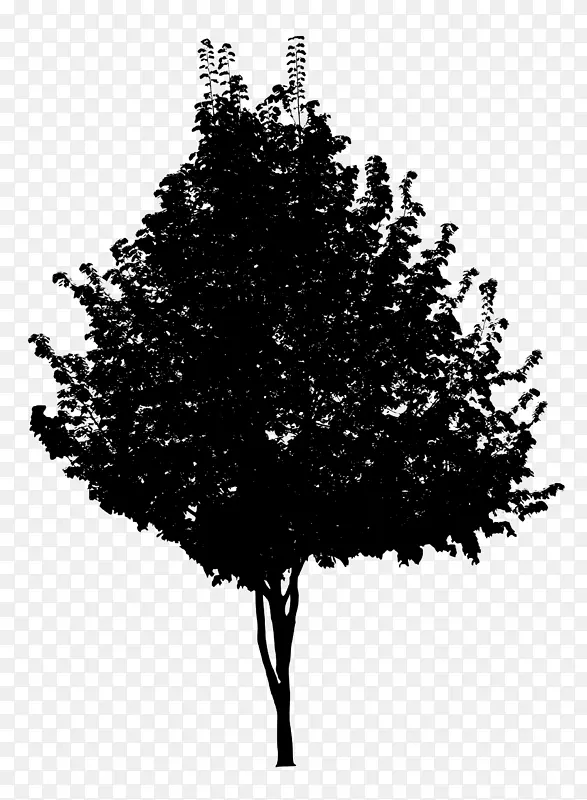 树黑白枝黑背景
