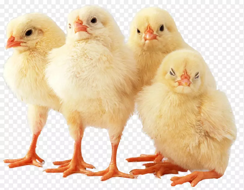 康沃尔鸡肉鸡入侵者5台式机壁纸鸡肉鸡