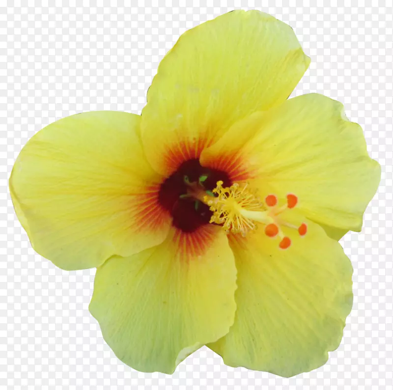 夏威夷木槿花-热带