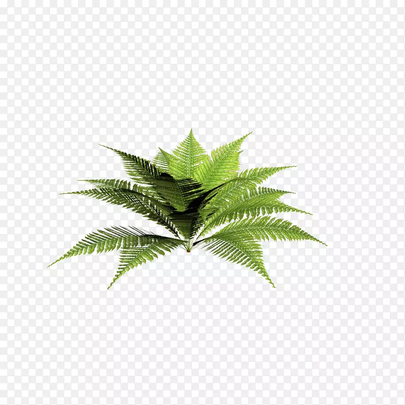 植物褐飞虱(Blechnum disolyopteris filix-mas fern-植物)