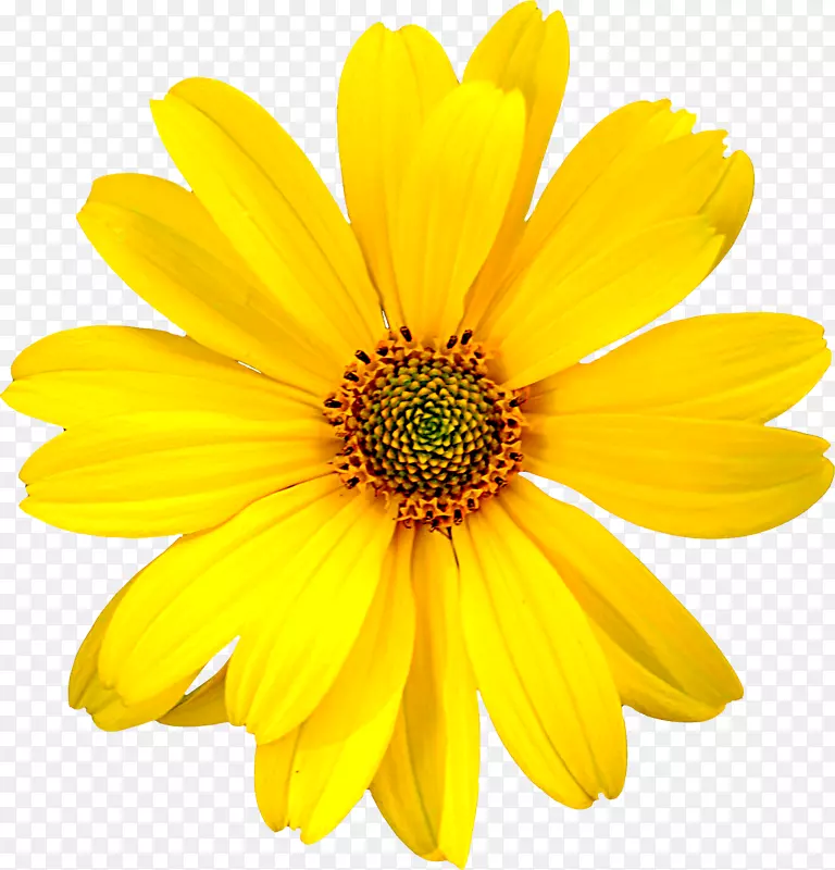 梅尔卡多牙买加花玫瑰黄色花卉图案-黄色花朵