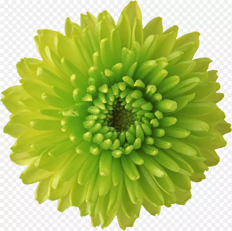 花卉绿色桌面壁纸显示分辨率-菊花