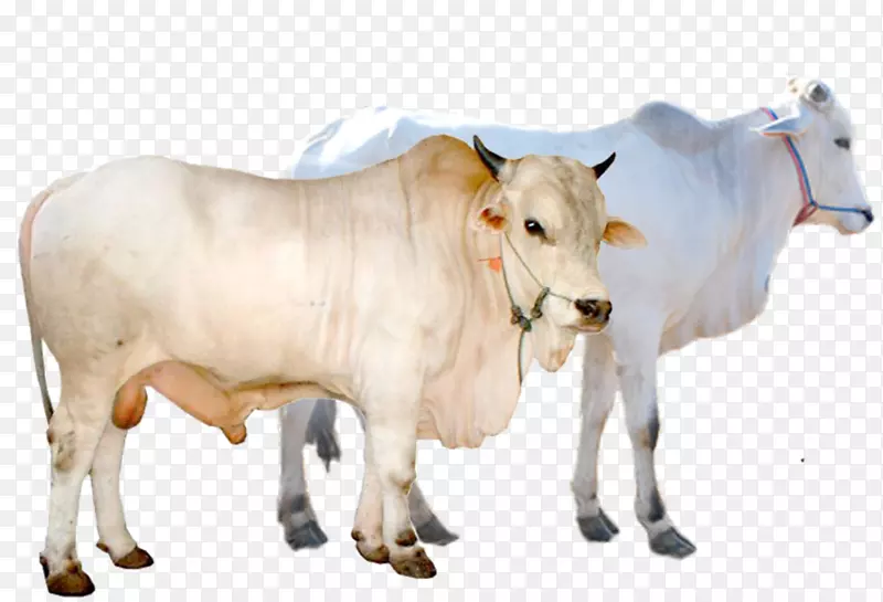 利木赞牛、模拟牛、肉牛、山羊、克拉贝尔母牛