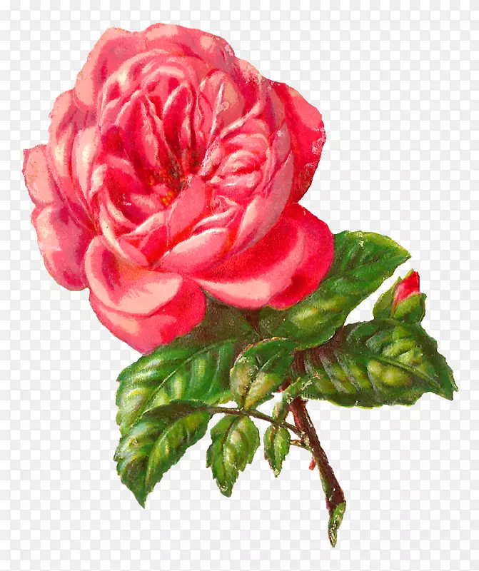 玫瑰花粉红剪贴画-植物学