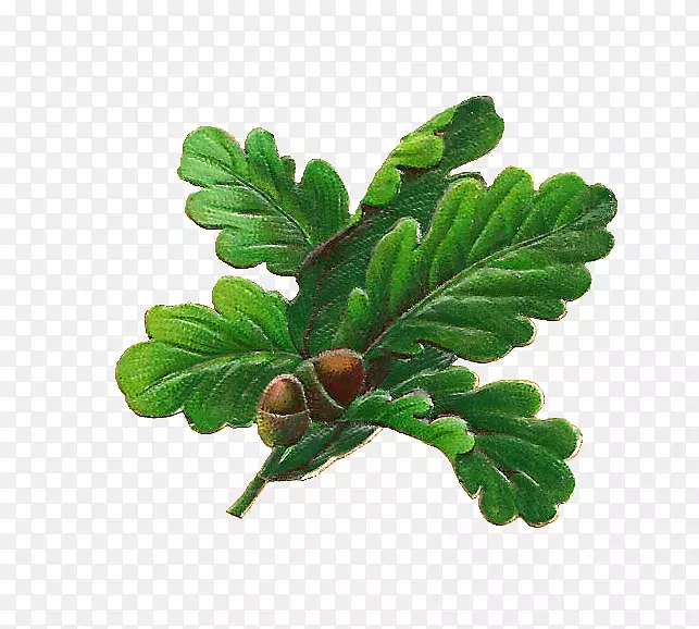 英国白橡木栎，黑栎，橡子叶，植物学