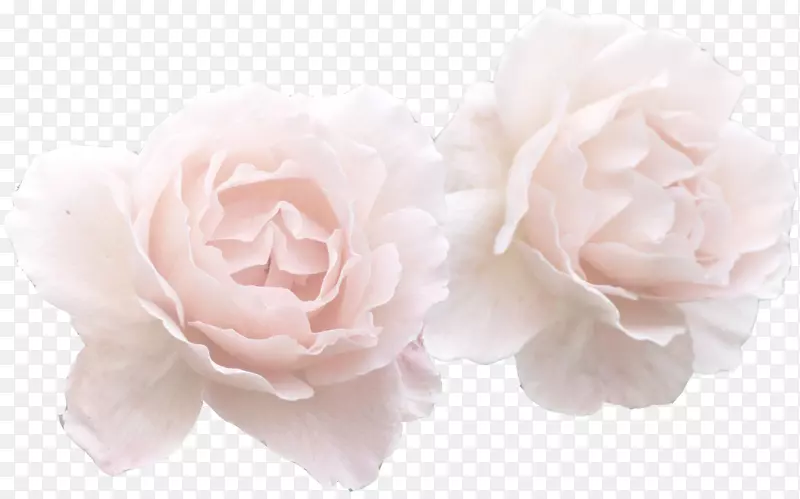 玫瑰花粉色剪贴画-柔软