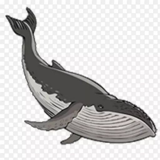 海豚甲壳动物海洋鲸鱼