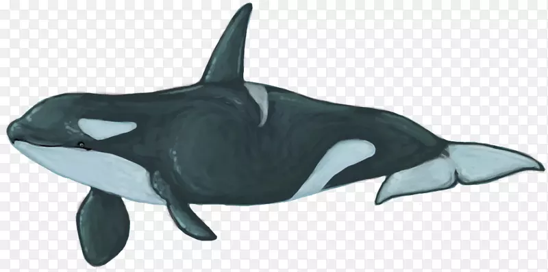 粗齿白喙海豚常见的宽吻海豚虎鲸